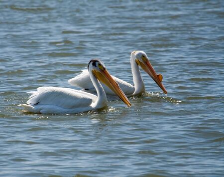 Two white pelicans swimming in the mississippi riverの写真素材