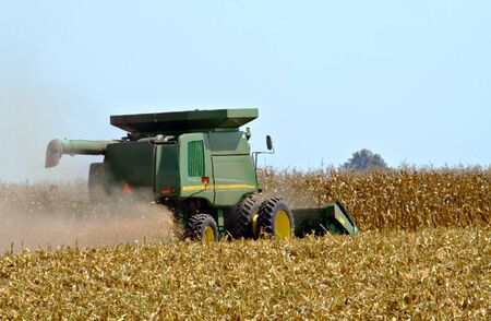 Picking corn with a combine during the fall harvest