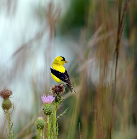 American goldfinch perched on a thistle flowerの写真素材
