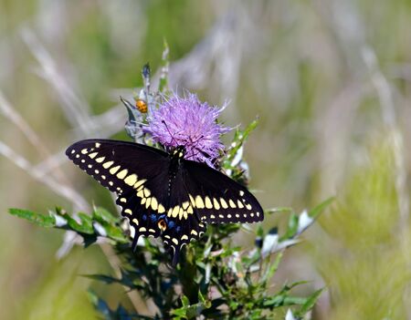 A black swallowtail butterfly feeding on a flowerの写真素材