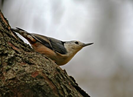 White-breasted nuthatch perched on a tree branchの写真素材