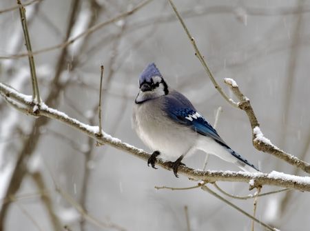 Bluejay perched on a tree branch on a snowy dayの写真素材