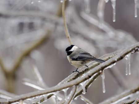Black-capped chickadee perched on an icy tree branchの写真素材