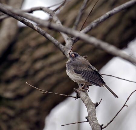 Dark-eyed junco perched on a tree branchの写真素材