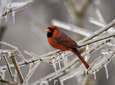 Male cardinal perched on an icy tree branchの写真素材