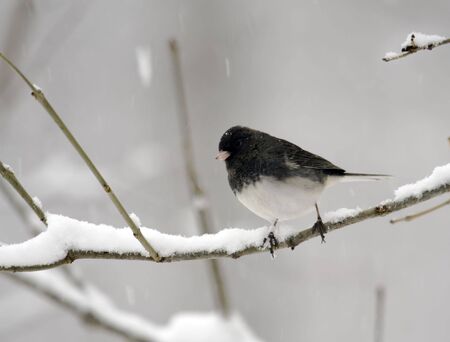 Dark-eyed junco perched on a snowy tree branchの写真素材