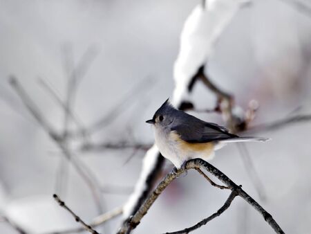 Tufted titmouse with a snow on a treeの写真素材