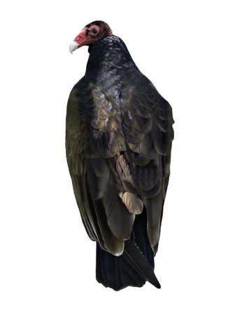 Isolated turkey vulture on a white backgroundの写真素材