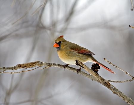 Female cardinal perched on a tree branchの写真素材