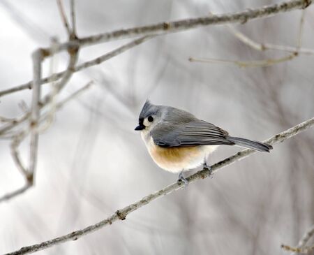 Tufted titmouse perched in a treeの写真素材