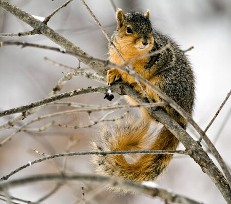 Fox squirrel on a tree branch