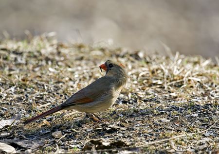 Female cardinal on the ground with food in its beakの写真素材