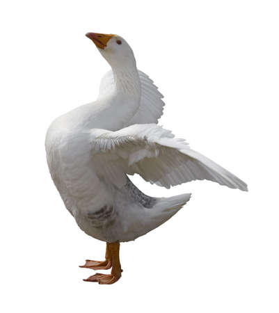 Domestic goose isolated on a white backgroundの写真素材