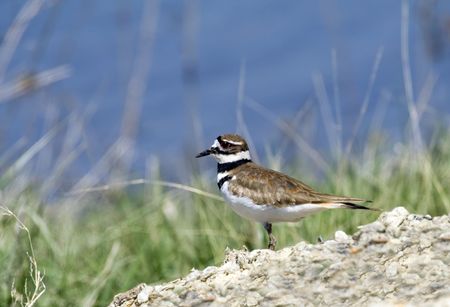 Killdeer standing on rocks next to a lakeの写真素材