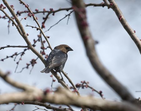 Male brown-headed cowbird perched on a tree branchの写真素材