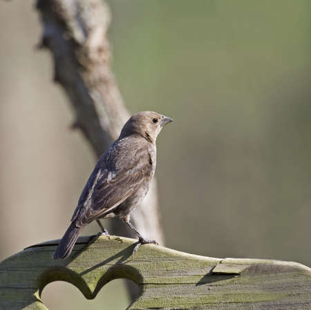 Female brown-headed cowbird perched on a wooden benchの写真素材