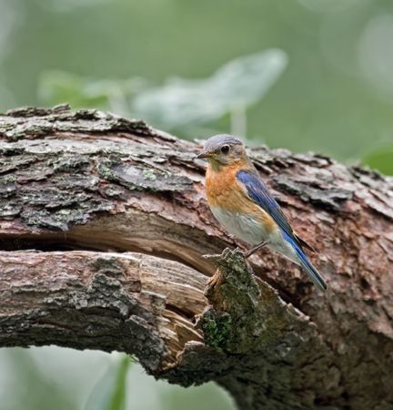 Eastern bluebird perched on a treeの写真素材