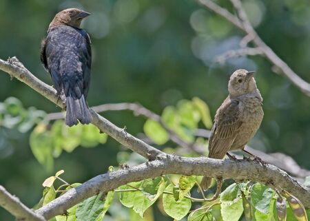 Male and female brownheaded cowbirds perched in a treeの写真素材