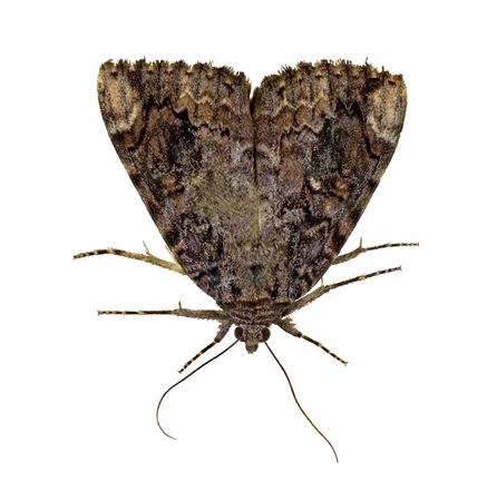 Moth isolated on a white backgroundの写真素材