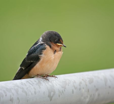 Juvenile barn swallow perched on a metal fence