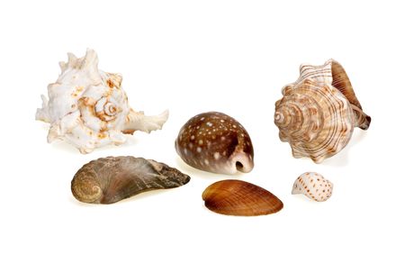 Group of various sea shells on a white background