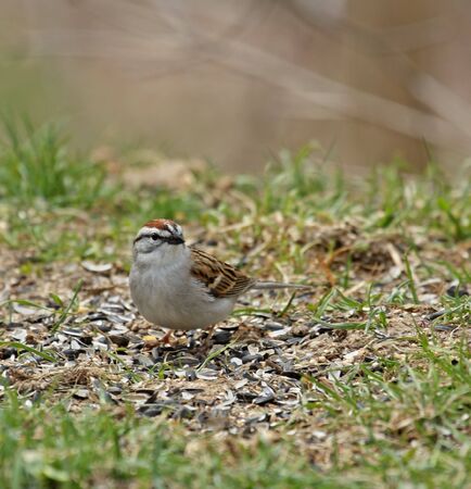 Chipping sparrow standing on the groundの写真素材