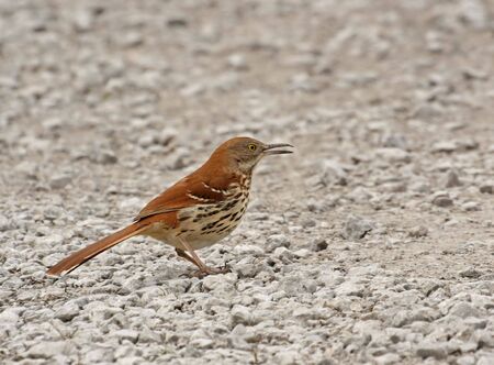 Brown thrasher (toxostoma rufum) standing on rocksの写真素材