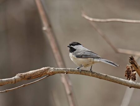Black-capped chickadee perched on a tree branchの写真素材