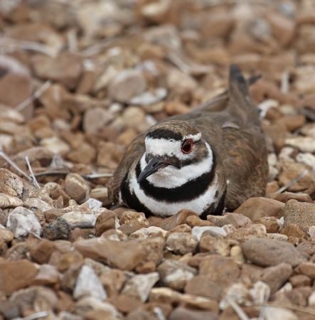 Killdeer laying on its nest in rocksの写真素材