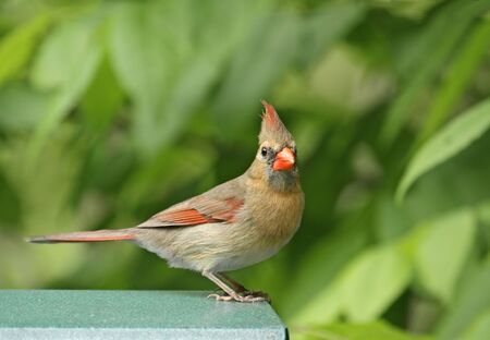 Female northern cardinal perched on a bird feederの写真素材