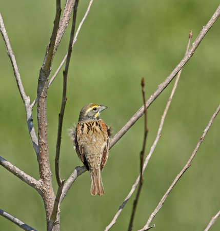 Male dickcissel perched on a tree branchの写真素材