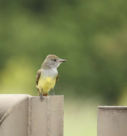 Great crested flycatcher perched on a fence postの写真素材