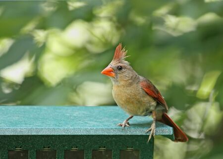 Female northern cardinal (Cardinalis cardinalis) standing on a bird feederの写真素材