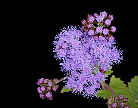Blazing Star (Liatris) flower isolated on black