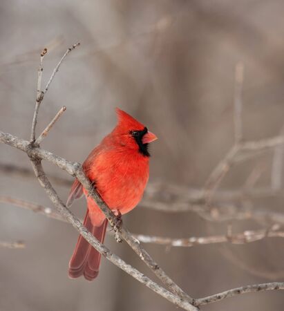 Male northern cardinal (Cardinalis cardinalis) perched on a tree branchの写真素材