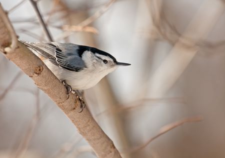 White-breasted nuthatch (Sitta carolinensis) perched on a tree branchの写真素材