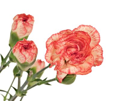 Pink and red carnation with flower buds isolated on whiteの写真素材