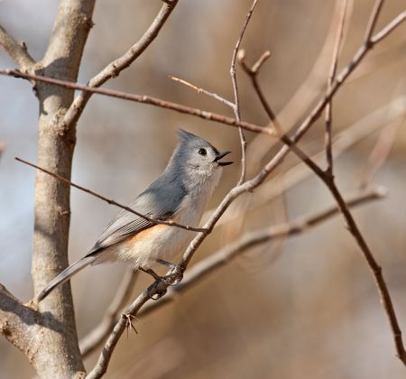 Tufted titmouse, Baeolophus bicolor, perched on a tree branch singingの写真素材