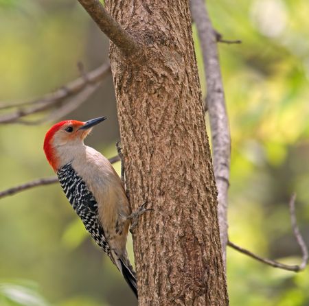 Red-bellied woodpecker, Melanerpes carolinus, perched on the side of a treeの写真素材