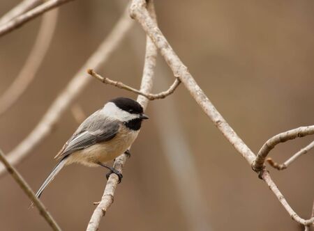 Black-capped chickadee, Poecile atricapilla, perched on a tree branchの写真素材