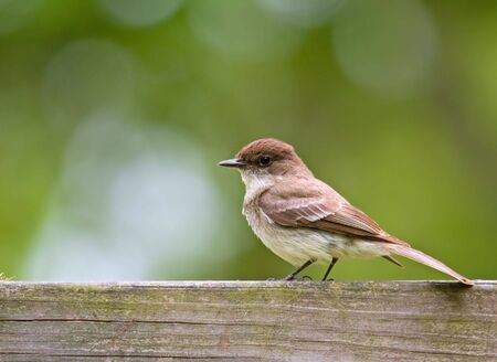 Eastern phoebe, Sayornis phoebe, perched on a fenceの写真素材