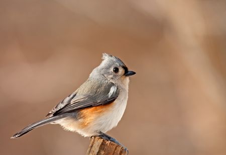 Closeup of a tufted titmouse, Baeolophus bicolor, perched on a postの写真素材