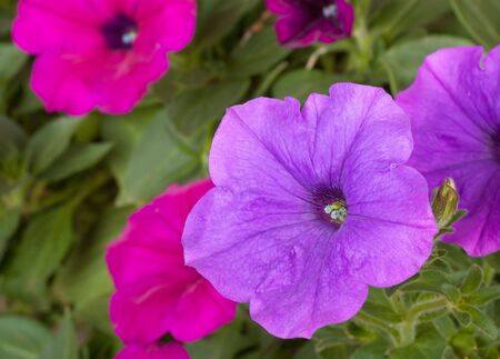 Closeup of a purple petunia in a flower gardenの写真素材