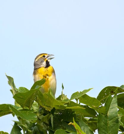 Male dickcissel, Spiza americana, singing from atop of a treeの写真素材