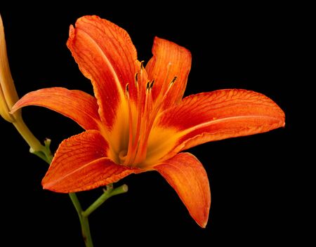 Orange lily flower, Lilium, isolated on blackの写真素材