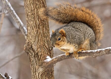 Fox squirrel, Sciurus niger, in a treeの写真素材