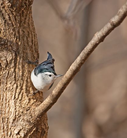 White-breasted nuthatch, Sitta carolinensis, perched on the side of a treeの写真素材