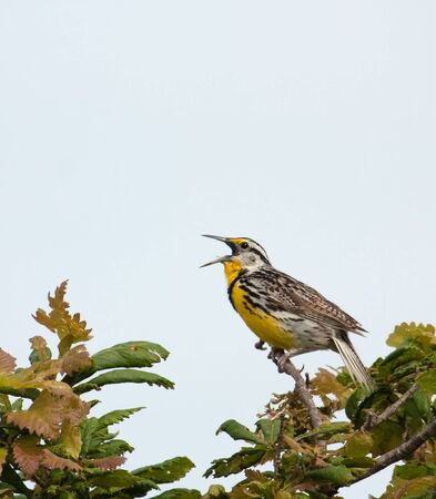Western meadowlark, Sturnella neglecta, singing from atop a treeの写真素材