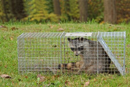 Raccoon, Procyon lotor, captured in an animal trapの写真素材