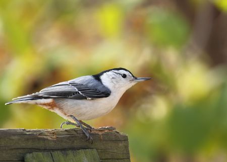 White-breasted nuthatch, Sitta carolinensis, perched against fall colorsの写真素材